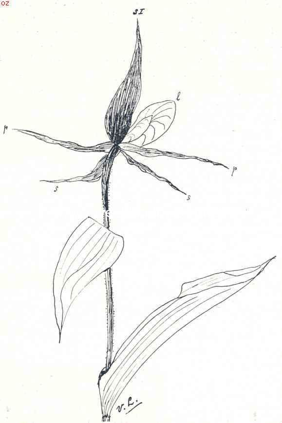 Teekening naar een bloem uit het herbarium van den schrijver, van Cypripedium Calceolus, van achteren gezien, met twee onderste kelkbladeren (s) in plaats van n. S onderste kelkbladen, s I bovenste kelkbladen (sepalen); p bloemblaadjes (petalen); l lip (labellum)