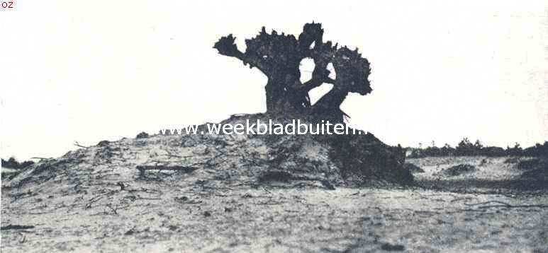 De Drunensche Duinen. Een boom, die den strijd heeft opgegeven
