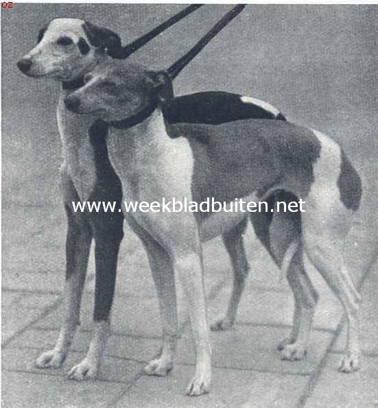 Whippets