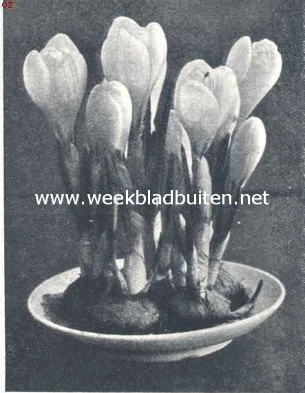 Crocus Kathleen Parlow