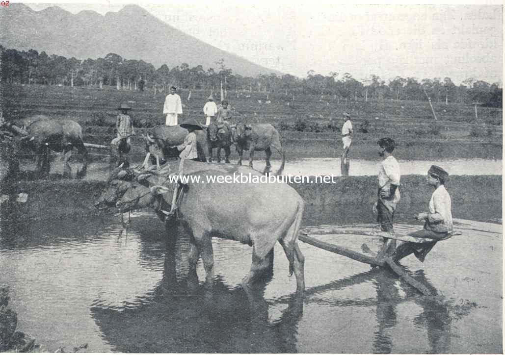 Karbouwen in een sawah bij Buitenzorg