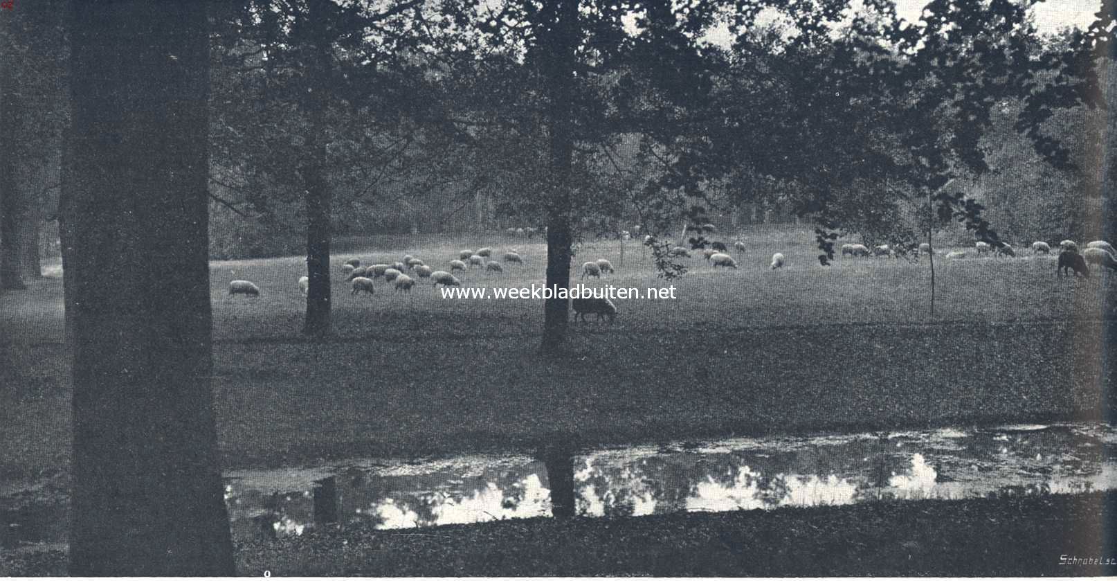 November op de Veluwe. Boschwei in de herfst