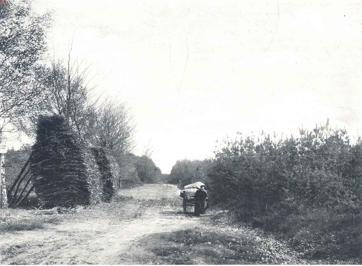November op de Veluwe.