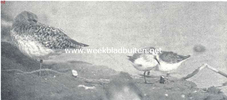 Aan den waterkant. Links: slapende goudkievit. Rechts: bonte strandloopers