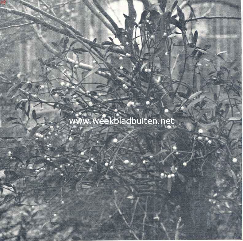 Mistletoe in den Amsterdamschen Hortus