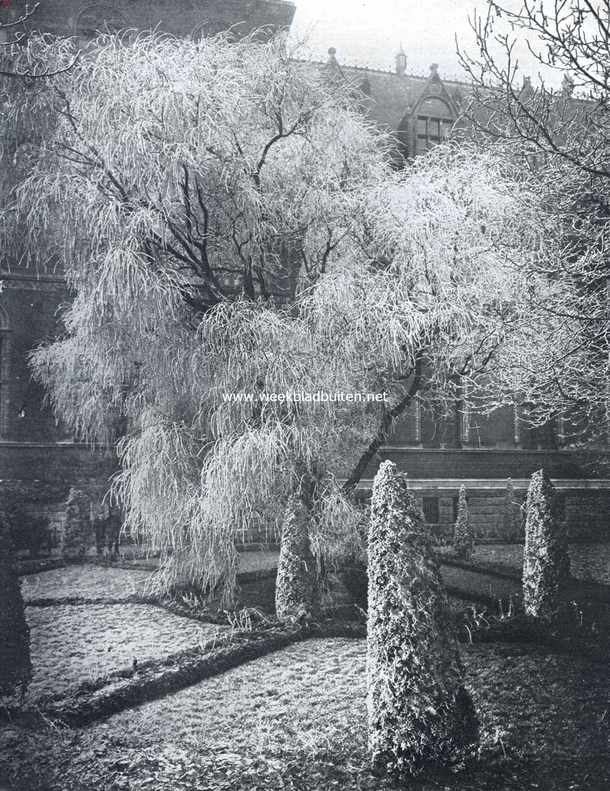 Winterpracht in den tuin van het Rijksmuseum