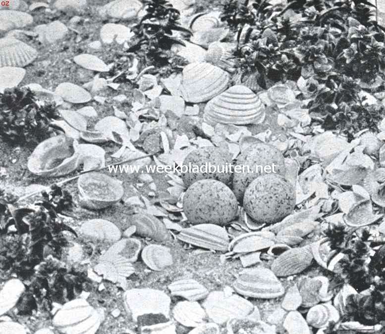 Eieren van den kleinen strandplevier