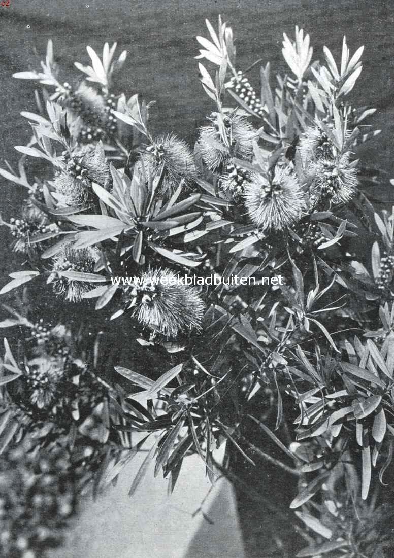 Borstelbloemen. Bloemen en takken v.d. Callistemon Phoeniceus Lindl