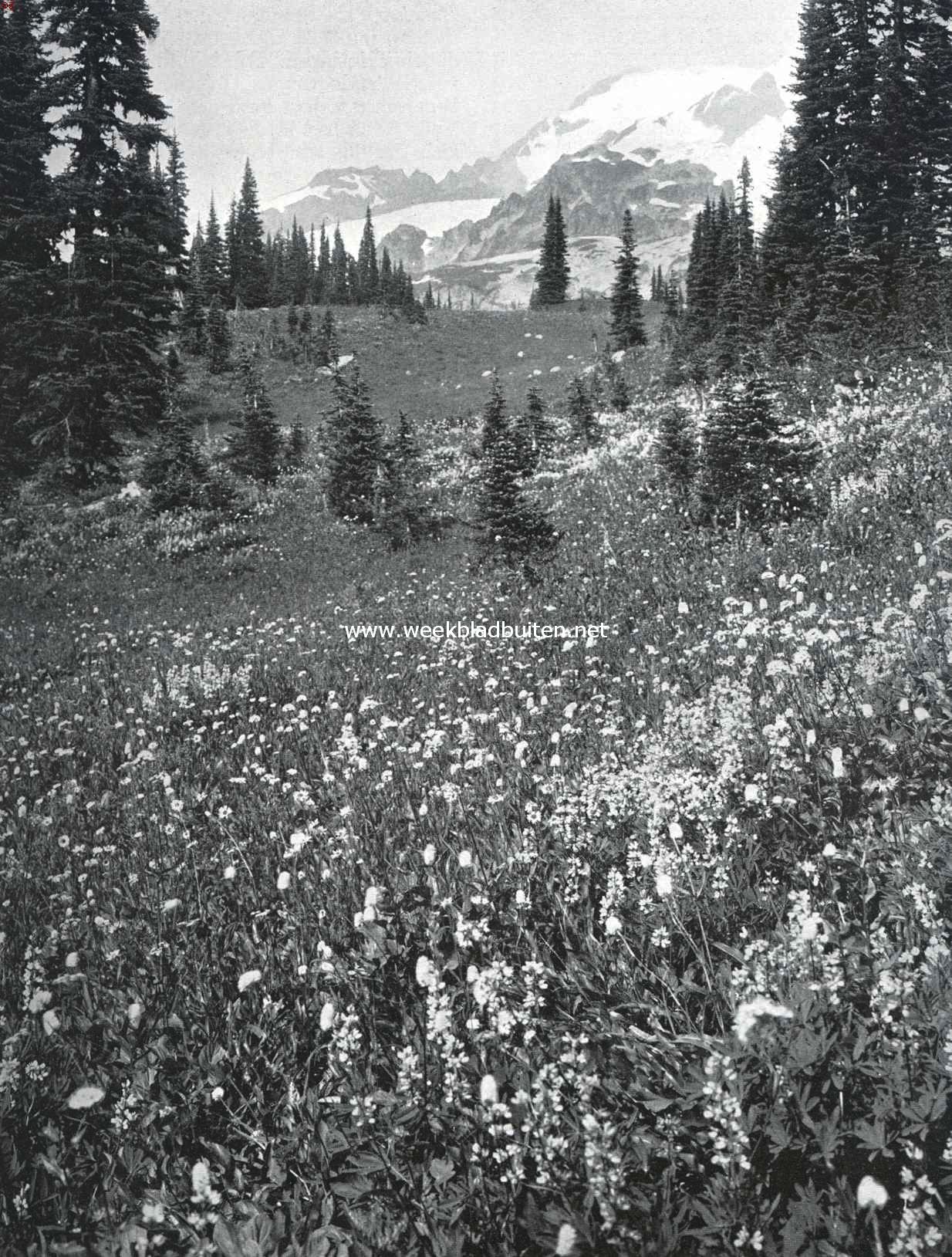 De Paradijs-Vallei in het Mount Rainier Natuurmonument (N.-W.. gedeelte der Vereenigde Staten)