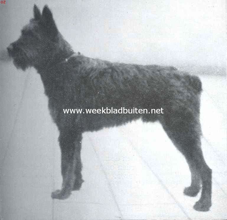 Een bouvier