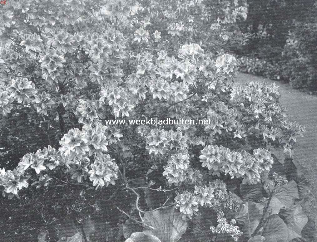 Bloeiende Rhododendron Sinense in den Hortus Botanicus te Amsterdam