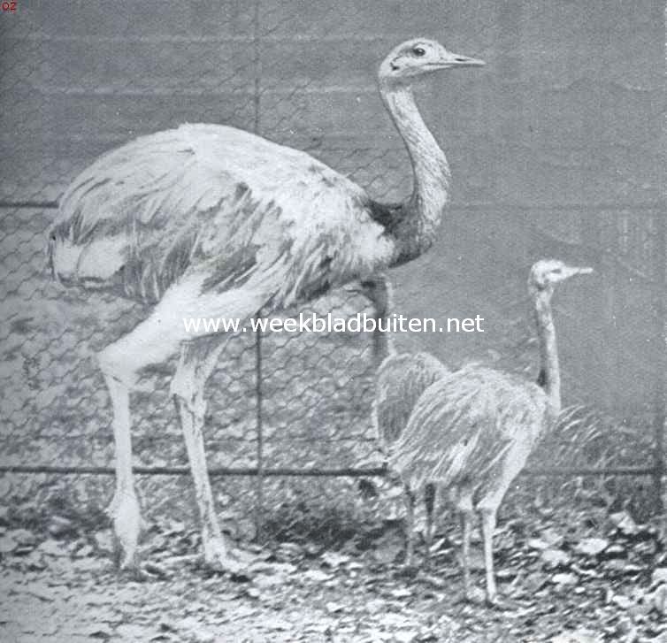 De struisvogel en zijn verwanten. De Amerikaansche struis of nandoe, met jongen