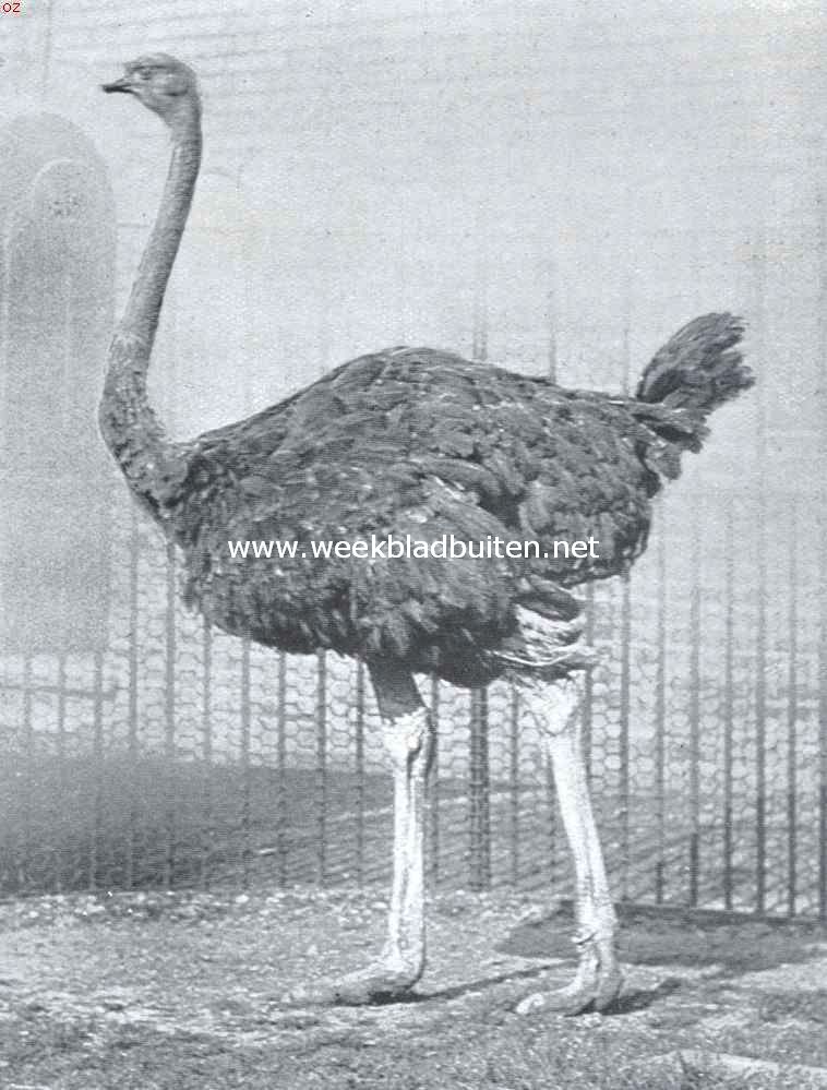 De struisvogel en zijn verwanten. De Afrikaansche struis