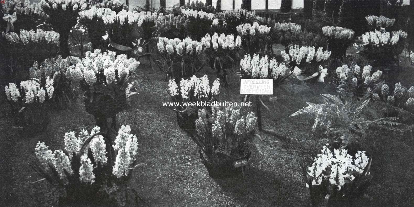 De Voorjaarsbloemententoonstelling op Groenendaal. Hyacinthen in het tentoonstellingsgebouw