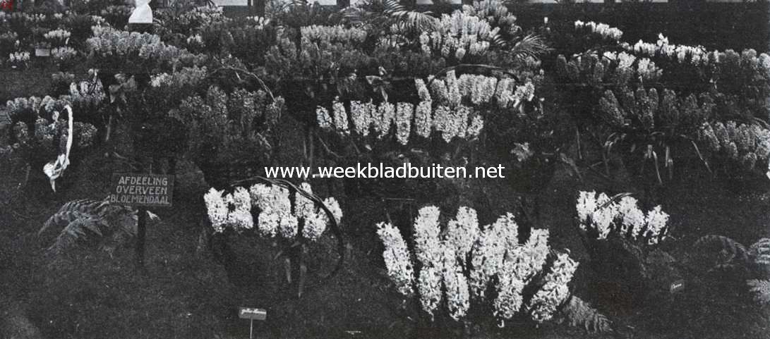 De Voorjaarsbloemententoonstelling op Groenendaal. Hyacinthen bij het borstbeeld van J.H. Krelage, den oprichter der Algemeene Vereeniging voor Bloembollencultuur