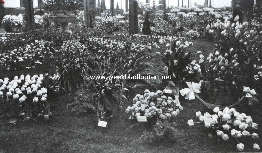 De Voorjaarsbloemententoonstelling op Groenendaal. De tulpen in het tentoonstellingsgebouw