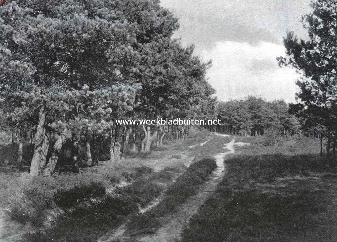 Bij den Witten Berg. Een der toegangswegen tot den Witten Berg