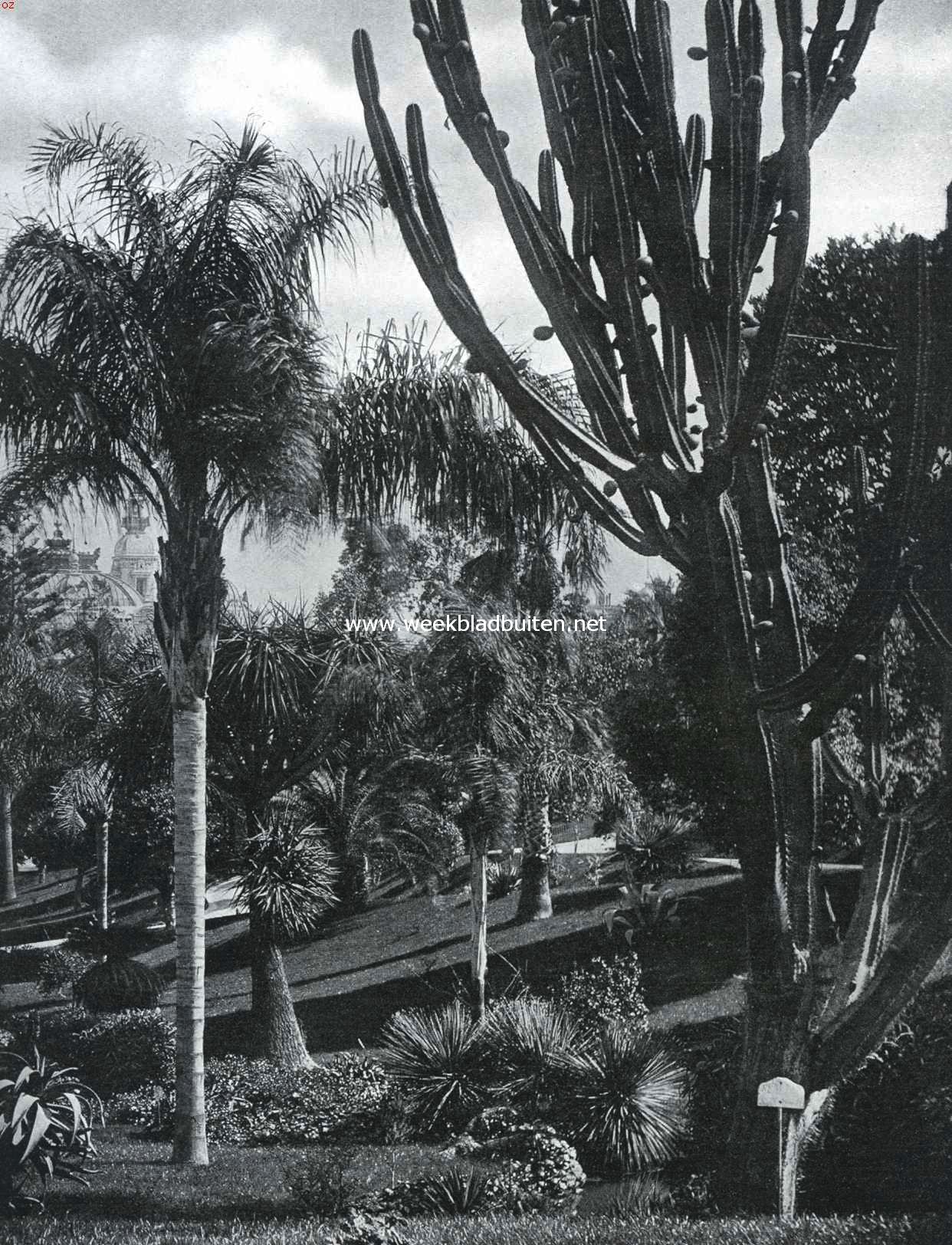 Exotische planten in de Riviera. Vruchtendragende Cereus (cactus) in Monaco