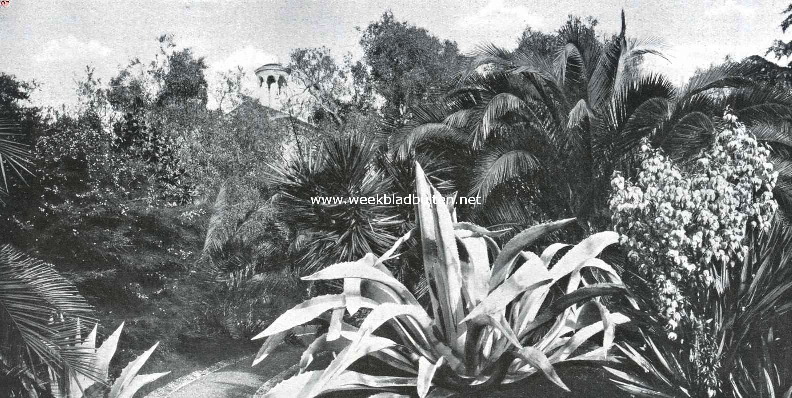 Exotische planten in de Riviera. Agave en bloeiende Yucca in Cannes