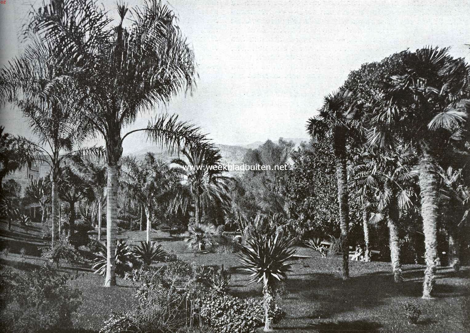 Exotische planten in de Riviera. Chileensche kokos- en Australische waaierpalmen in Monaco