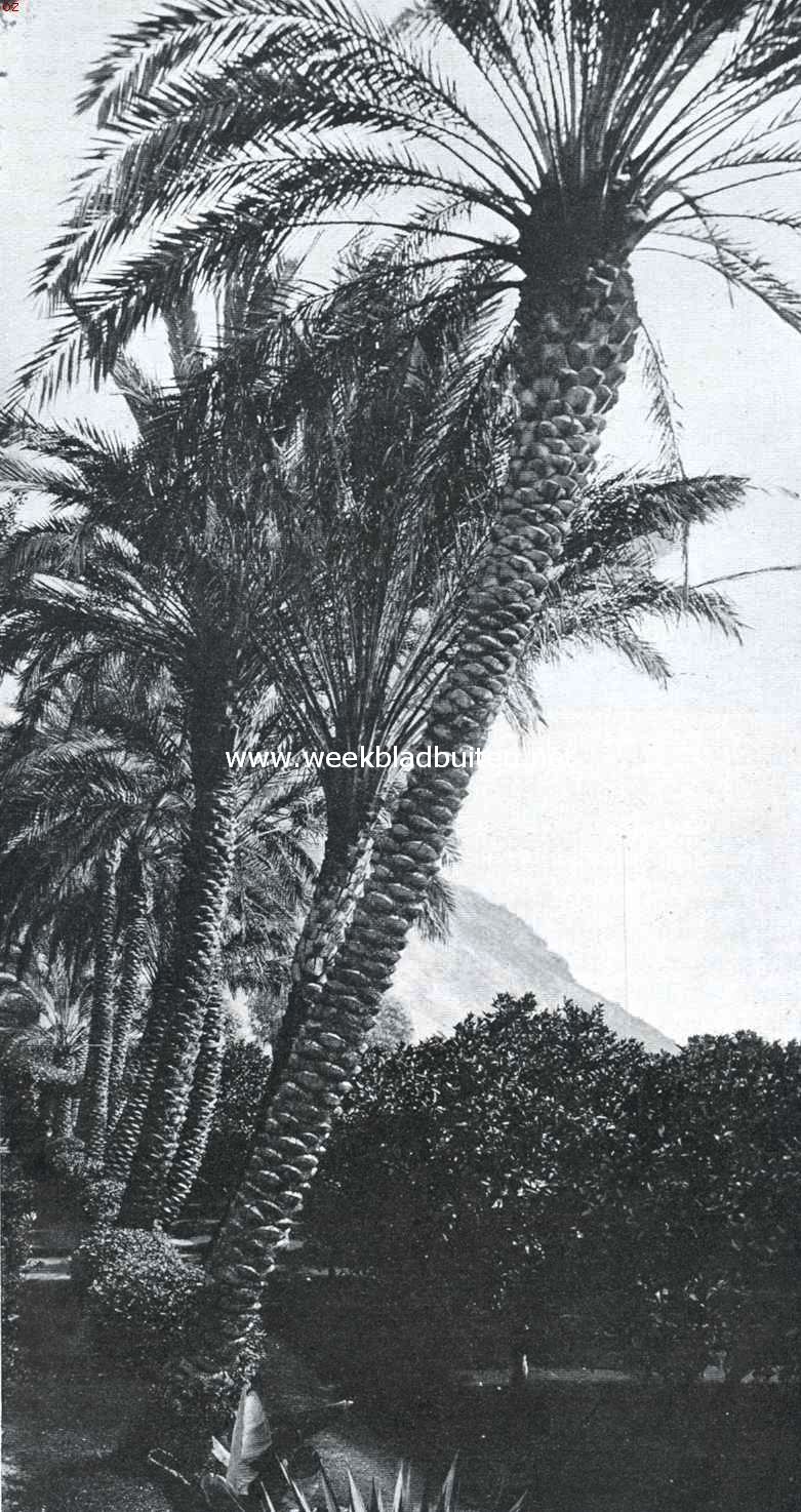 Exotische planten in de Riviera. Dadelpalmen- en mandarijboomgaard nabij Menton
