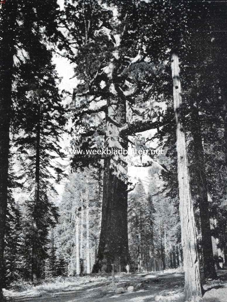 Het Yosemite natuurmonument. Het Yosemite National Park. Grizzly Giant