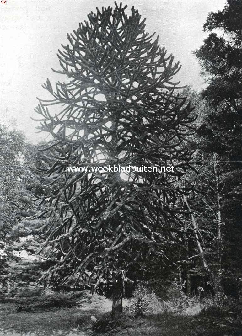 Ockenburgh. Araucaria in het park van Ockenburgh