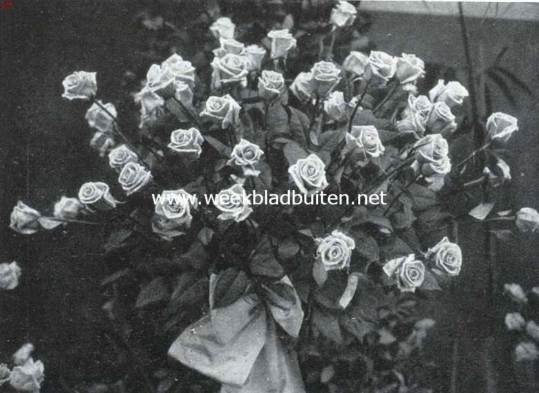 De Voorjaarsbloemententoonstelling te Heemstede. Een der fraaiste inzendingen rozen: Giolden Ophelia, kweekerij Bentveld, Aaerdenhout. Eereprijs, zilveren medaille Prins Hendrik, gouden medaille met gelukwenschen der jury