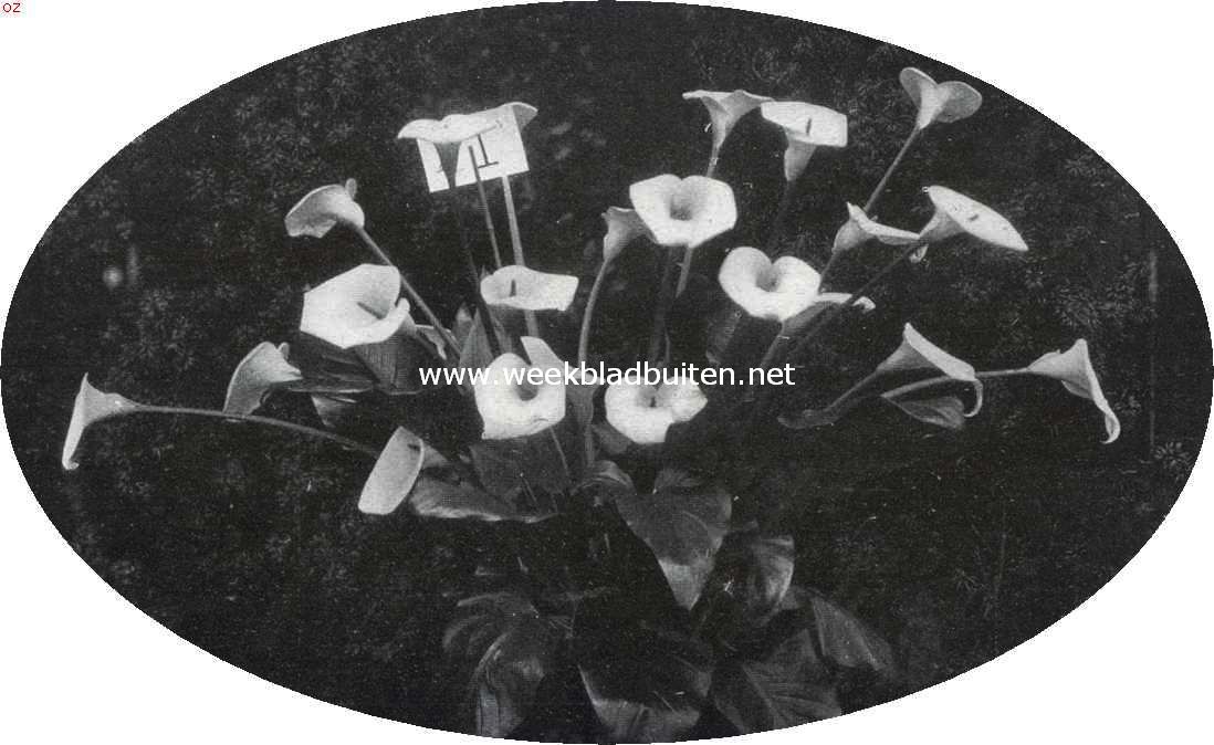 De Voorjaarsbloemententoonstelling te Heemstede. Calla's (Aronskelken) ingezonden door de kweekerij Elzenhage (C. van Schouwen) Poeldijk