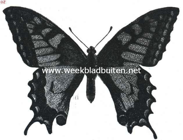 Tropische vlinderpracht. Een der vele aan den koniginnepage verwante Papilio-soorten, die door kleur en lichaamsvorm uitmunten