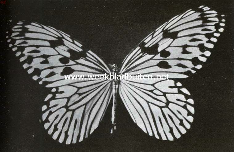 Tropische vlinderpracht. Hestia Idea. Amboina
