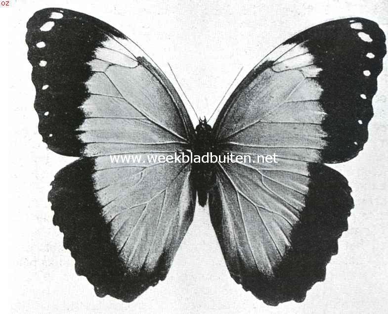 Tropische vlinderpracht. Morpho Achillaena, Suriname