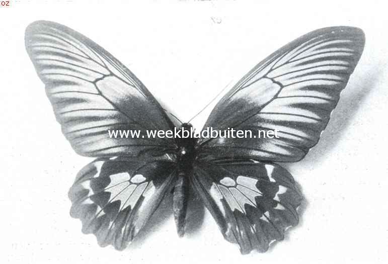Tropische vlinderpracht. Ornithoptera Helena (wijfje), Amboina
