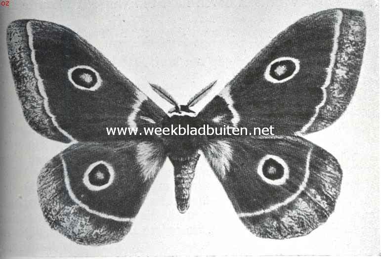 Tropische vlinderpracht. Antheraea Menippe, nachtvlinder uit Oost-Afrika