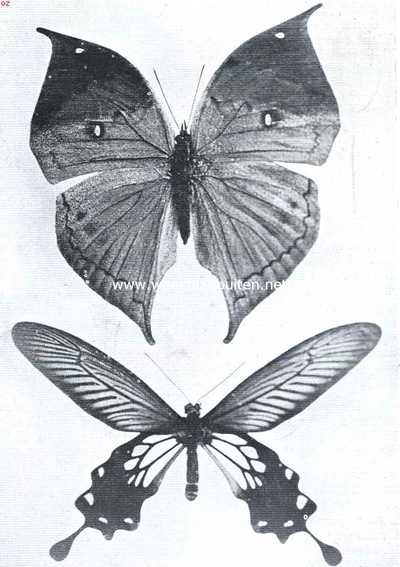 Tropische vlinderpracht. Boven: Kallima Inachis, Oost-Indi; Beneden: Papilio Con, Java