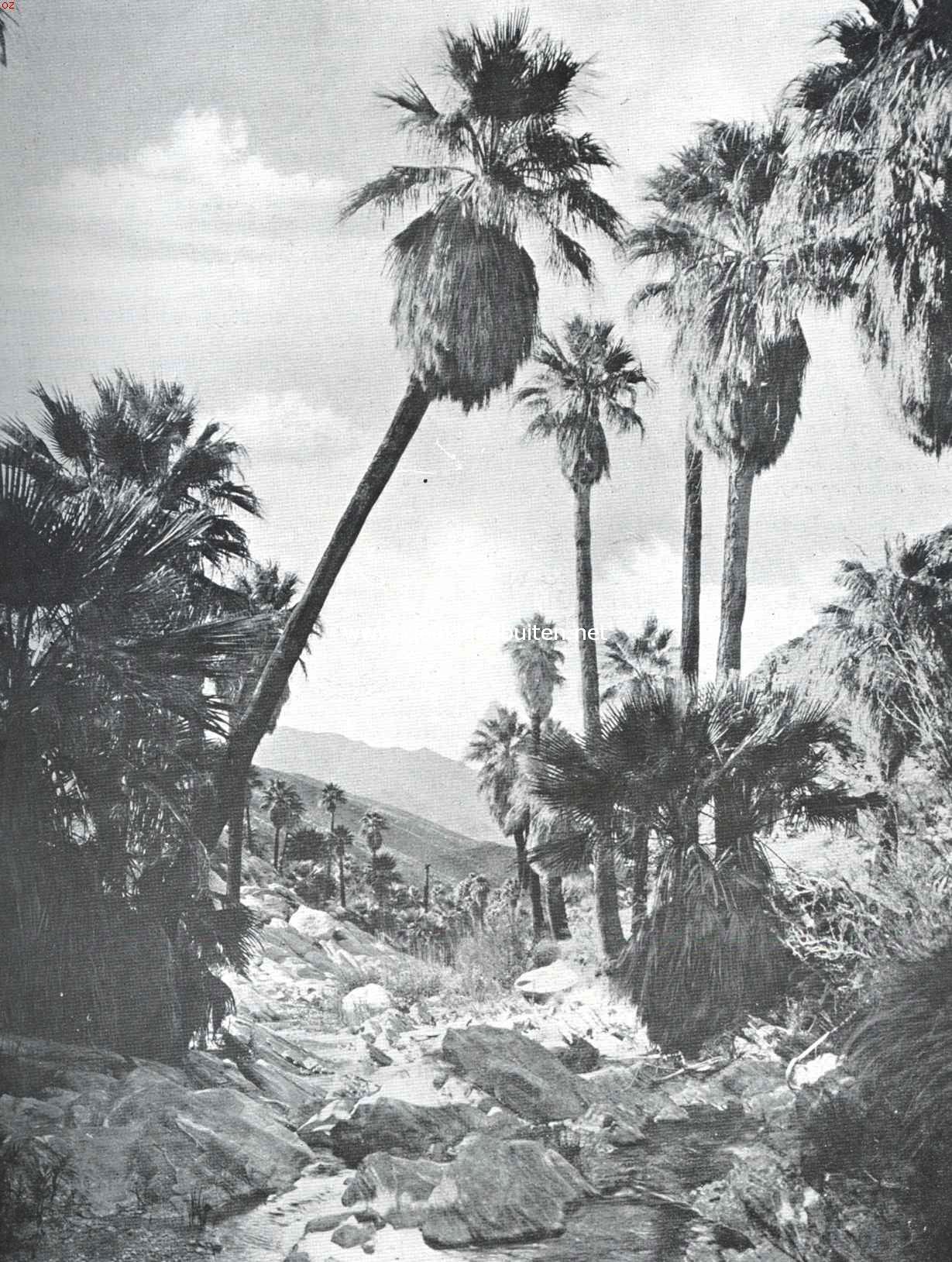 De Apache Trail in de staat Arizona. Palm Canyon