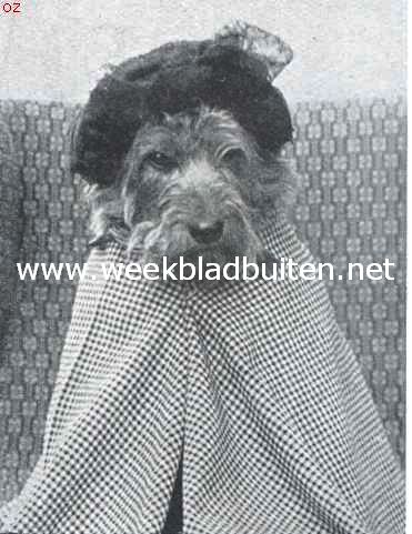 Tom de airedale-terrier in zijne vermommingen. Tante op bezoek