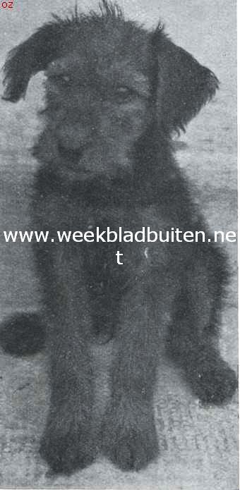 Tom de airedale-terrier in zijne vermommingen. Jeugdportret van den kunstenaar