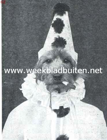Tom de airedale-terrier in zijne vermommingen. Als Pierrot op het gemaskerde bal