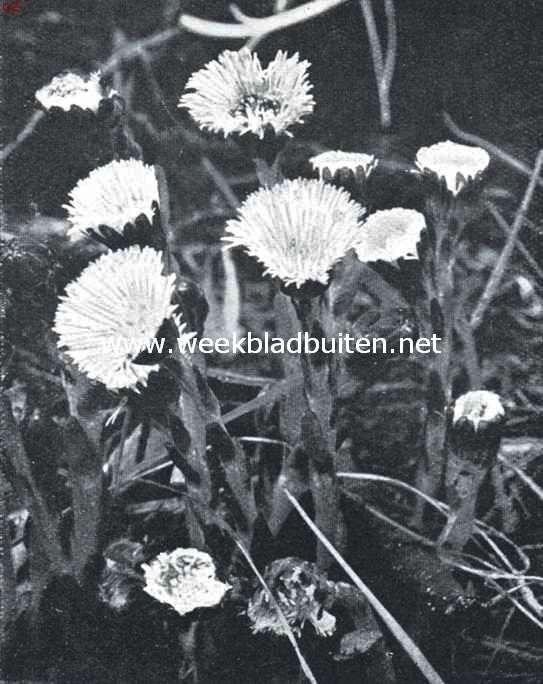 Lenteboden. Tussilago Farfara, klein hoefblad 2