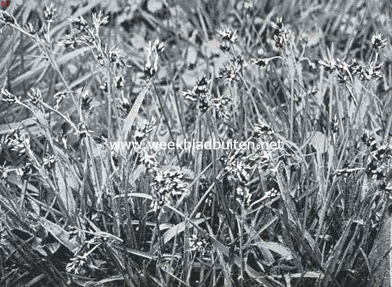 Lenteboden. Luzula Campestris, veldbies