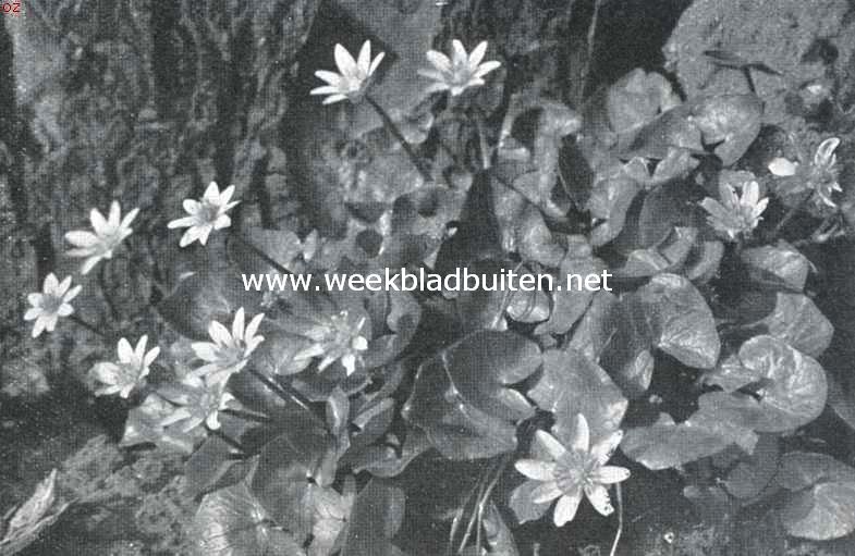 Lenteboden. Ficaria Verna, speenkruid