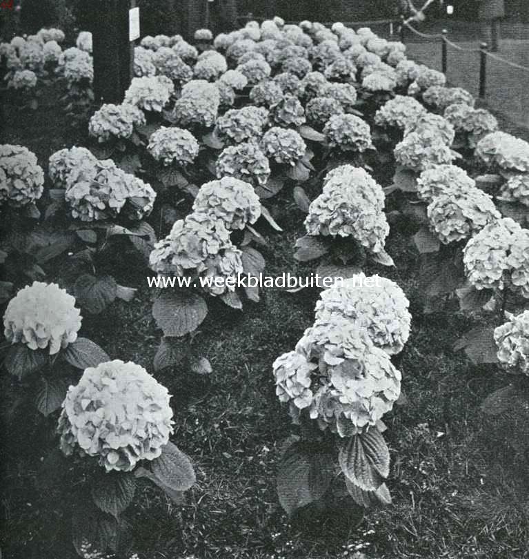 De Voorjaarsbloemententoonstelling te Heemstede. Collectie gekleurde Hortensia's van D. Baardse, Aalsmeer