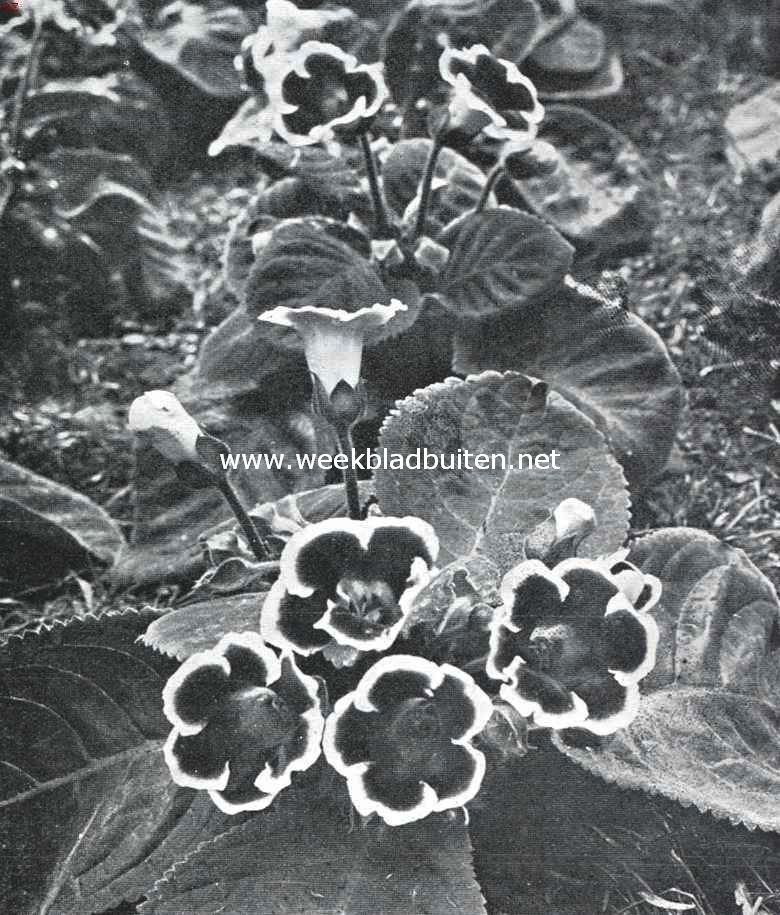 De Voorjaarsbloemententoonstelling te Heemstede. Gloxinia's, inzending van Huize de Belvdre, Overveen (Tuinbaas H. Heesberge)