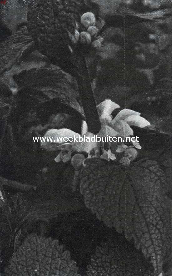 Lenteboden. Lamium Album. Witte doovenetel