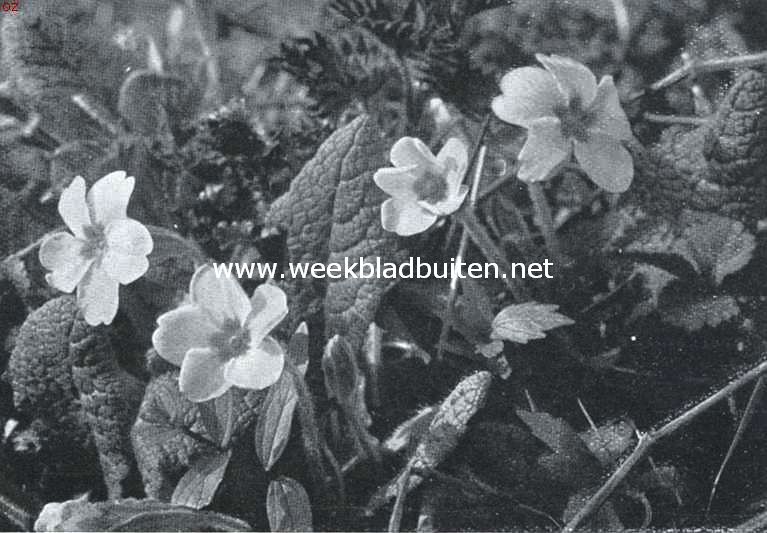 Lenteboden. Stengellooze sleutelbloem. Primula Acaulis