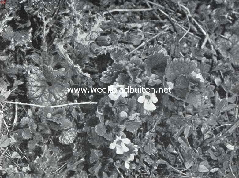 Lenteboden. Glechoma Hederacea. Hondsdraf