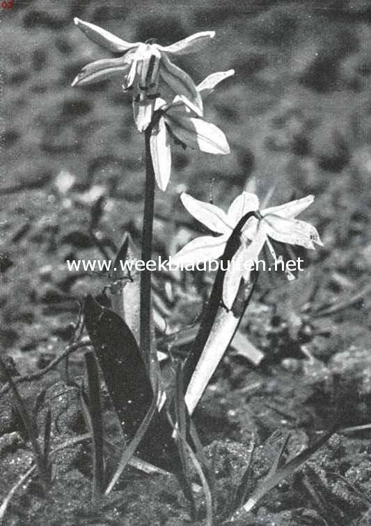 Lenteboden. Scilla Siberica. Sterhyacinth