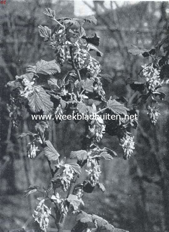 Lenteboden. Ribes Sanguinea