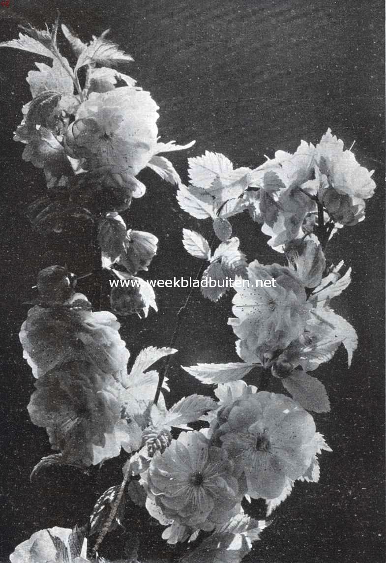 Japansche kersenbloesems
